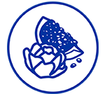 ดอกโบตั๋นทับทิม